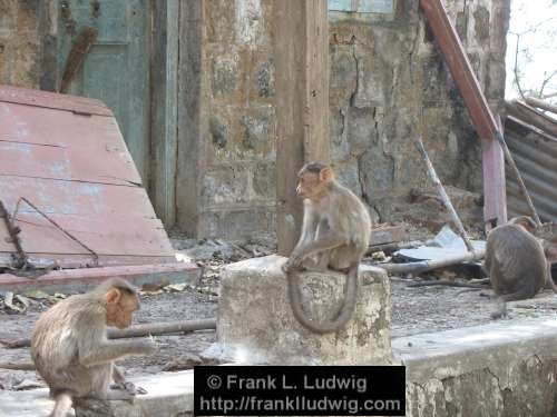 Porch Monkeys, Maharashtra, Bombay, Mumbai, India